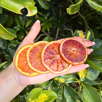 Dehydrated Blood Orange Slices | Dried Blood Oranges for Bar & Decor