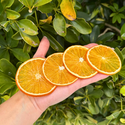 Dehydrated Orange Slices | Dried Oranges for Bar & Home Decor